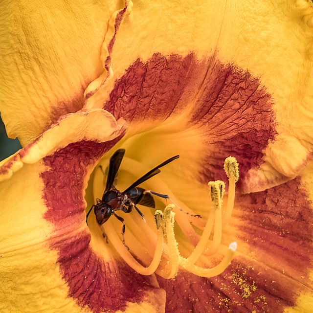 wasp and lily