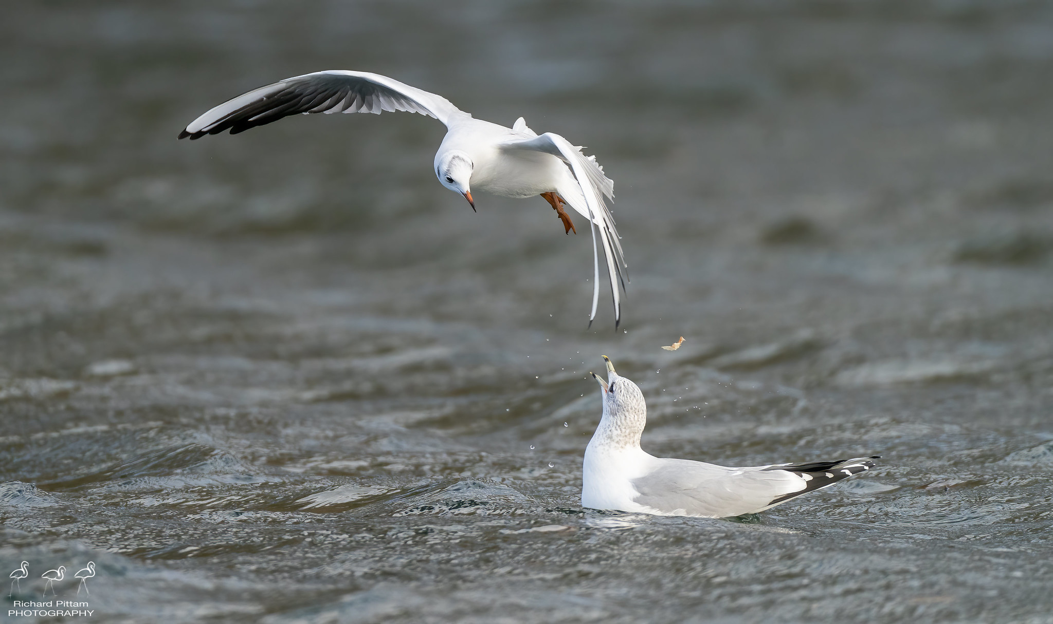 Black-headedand Common Gull dispute