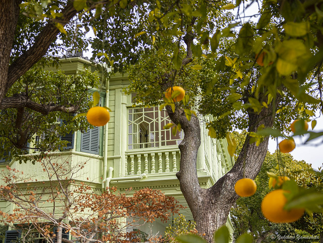 Oranges and Light green house