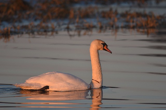 Mute swan in golden light of the evening.../ Łabędź niemy w złotym świetle wieczoru...