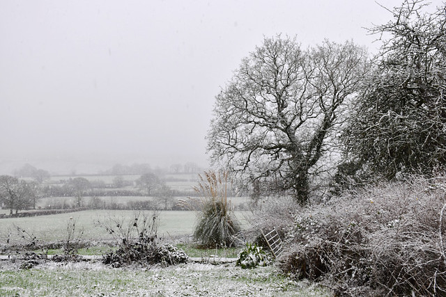 Snowing in Devon