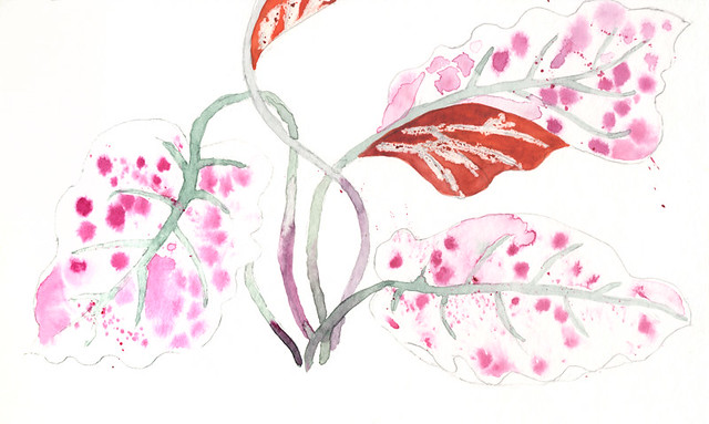 Watercolour sketch of the leaves  of this Begonia Rex have a dark green surface covered in pink dots with a red underside