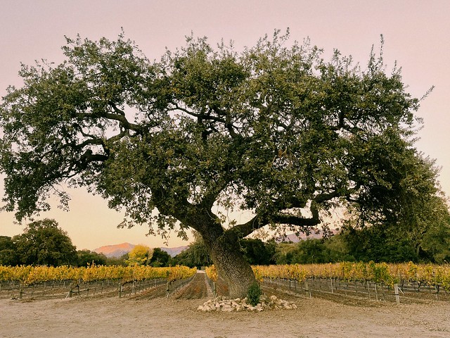 oak tree and vineyard.