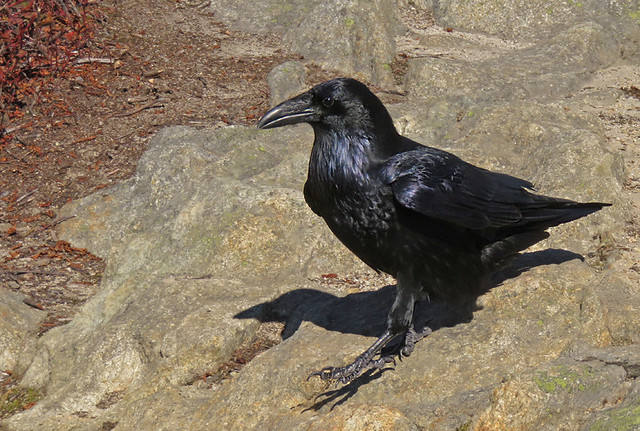 Black Raven up at Cypress Mountain