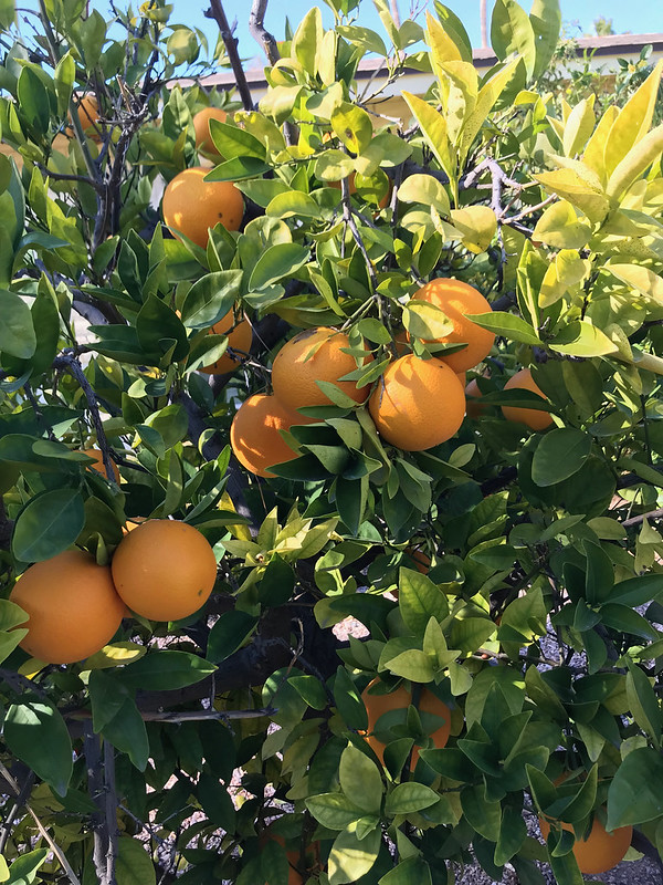 Our orange tree 1/9/22