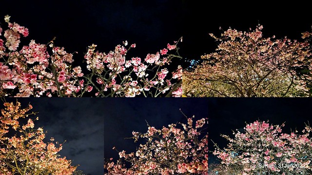 「2022台北東湖樂活夜櫻季」(2022 Taipei Lohas Cherry Blossoms Festival), Taipei, Taiwan, SJKen, Jan 31, 2022.