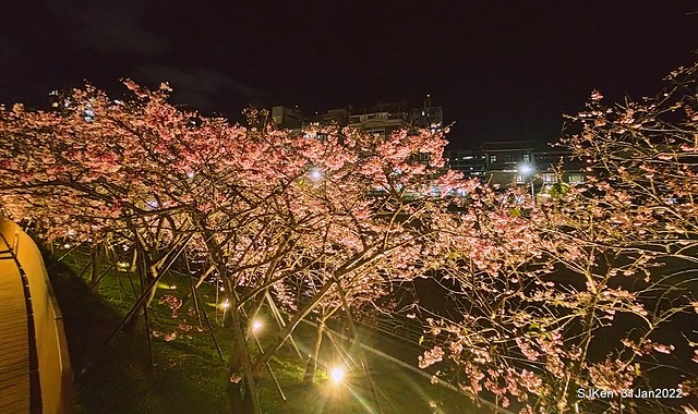 「2022台北東湖樂活夜櫻季」(2022 Taipei Lohas Cherry Blossoms Festival), Taipei, Taiwan, SJKen, Jan 31, 2022.