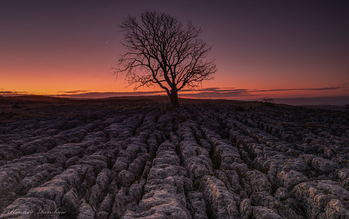 malham lone tree yorkshire limestone sunrise
