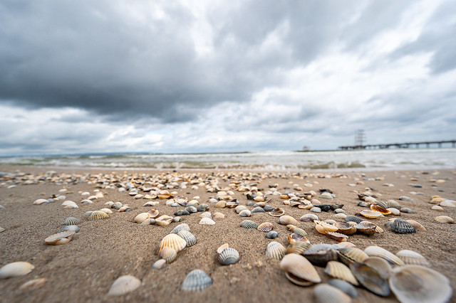 Shells on the Baltic Sea beach - 0590