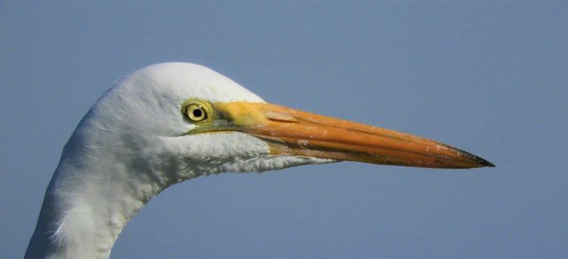 Great Egret's Beak