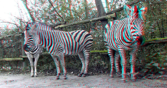 Zebra Blijdorp Zoo Rotterdam 3D