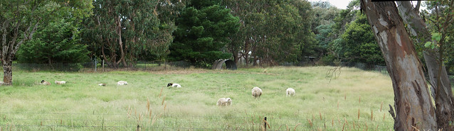 Pano of the front sheep paddock