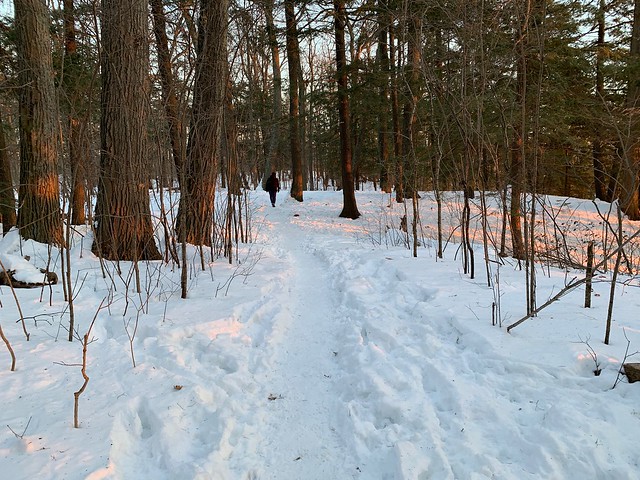 Beautiful sunset with trees and snow on the ground in the woods on Duffins trail east of Duffins marsh in Discovery bay , Martin’s photographs , Ajax , Ontario , Canada , January 31. 2022