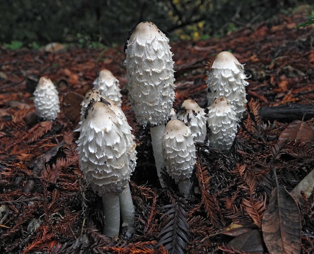 Shaggy Mane Mushrooms