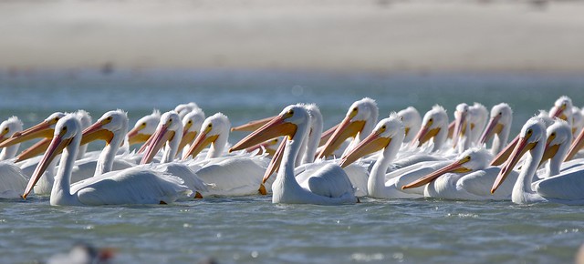 A pod of pelicans