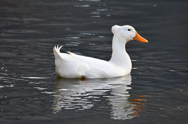 White Tufted Domestic Duck
