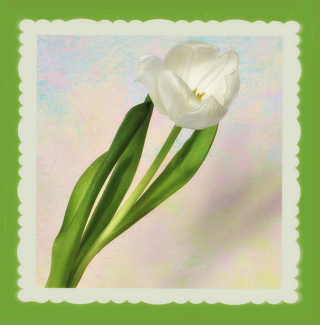 White Tulip Art