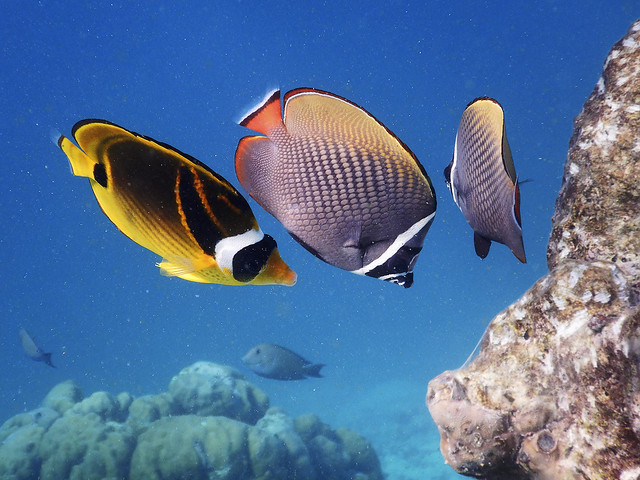 Chaetodon Collare (Red-tailed Butterflyfish) and Raccoon Butterflyfish (Chaetodon lunula)