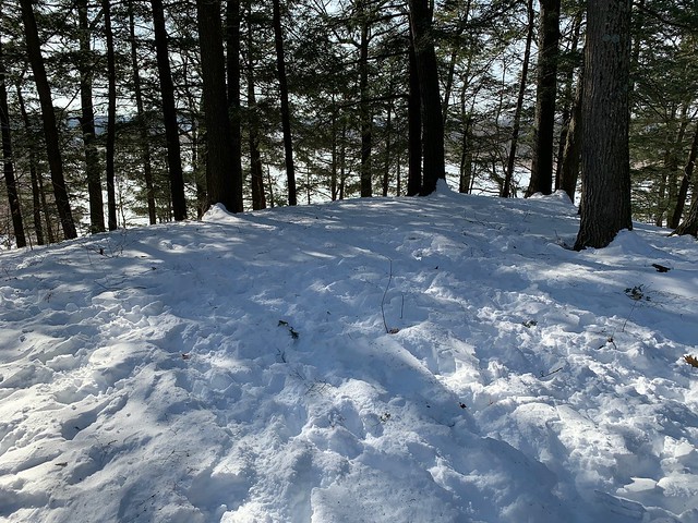 Walking in the woods on this beautiful winter day at the snow covered Duffins trail with a verity of large trees and small trees backing onto Duffins marsh and below a blue sky in Discovery bay , Martin’s photographs , Ajax , Ontario , February 1. 2022
