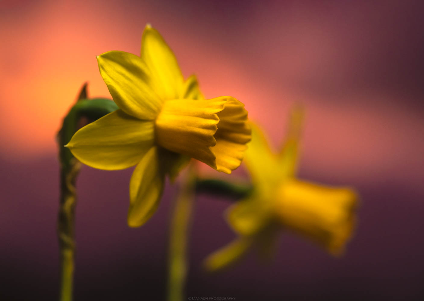 Daffodils at Sunset // 01 02 2022