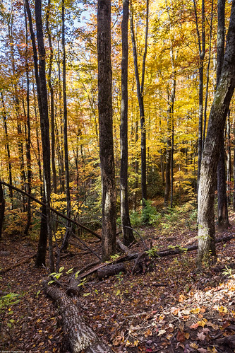 greatsmokymountainsnp nationalparks tennessee unitedstates autumn fall woods