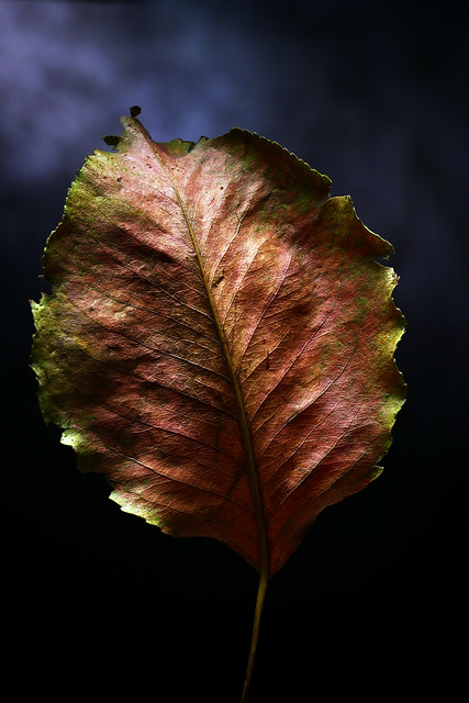 Leaf Back (Vivid)