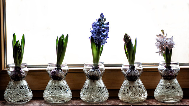 Hyacinths / Hyazinthen