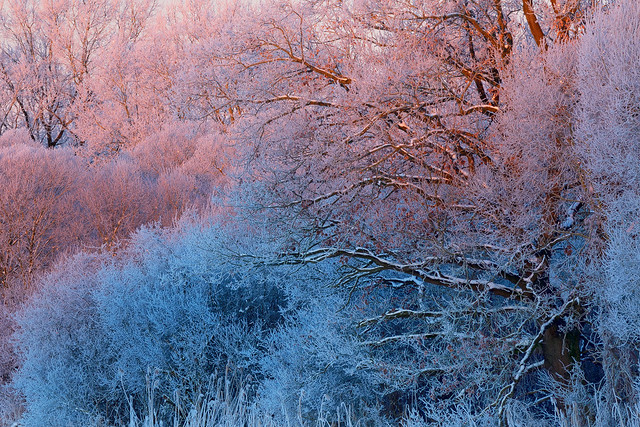 there are three colors in winter … greige, pink & blue …