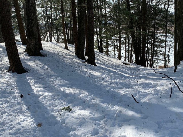 Walking in the woods on this beautiful winter day at the snow covered Duffins trail with a verity of large trees and small trees backing onto Duffins marsh and below a blue sky in Discovery bay , Martin’s photographs , Ajax , Ontario , February 1. 2022