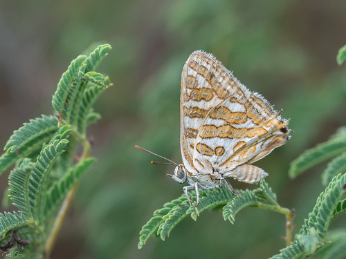 Tawny Silver-Line - Cigaritis acamas (נחושתן נמלים מפוספס) by Rafi Amar Wildlife Photography, For More Photos, please visit my site...

<a href="https://www.rafiamar.com/butterfly" rel="noreferr