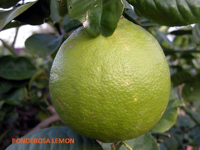 Lemon #23: PONDEROSA  (লেবু )