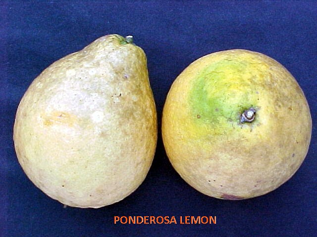 Lemon #24: PONDEROSA  (লেবু )