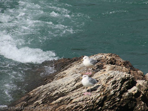 Seagulls in the Niagara River, Whirlpool State Park, New York