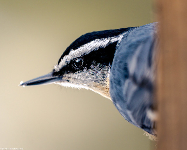 Zoomed in on a nuthatch.
