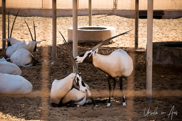 Arabian Oryx 9581
