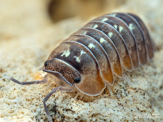 Woodlouse "Dream" (Dryadillo sp.) - P9279635