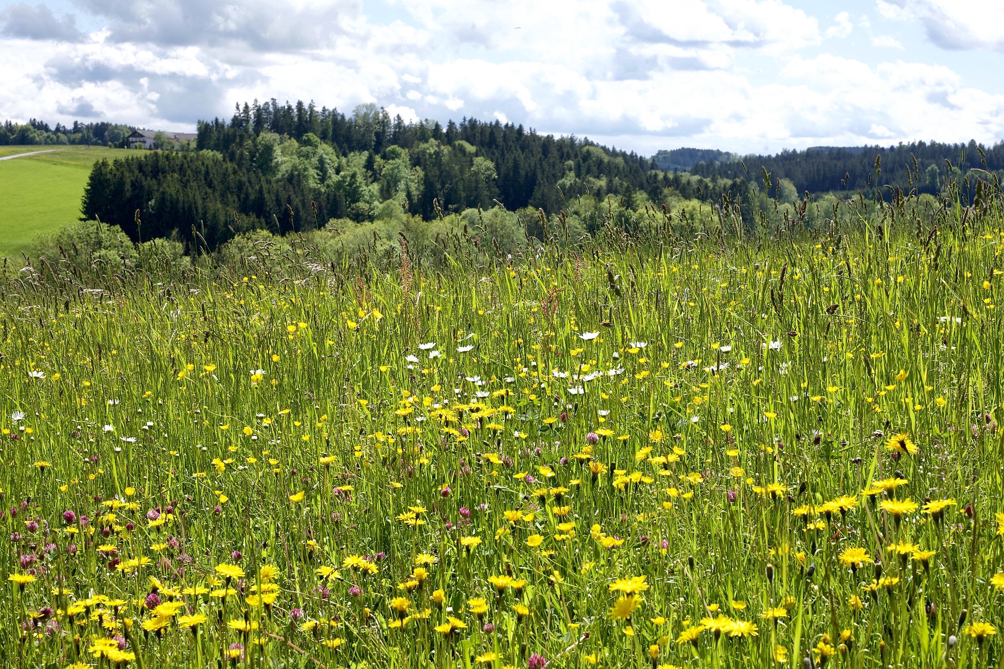 Beautiful flower meadow – near Haag, Upper Bavaria, Germany