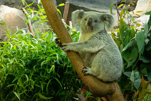 Queensland Koala, Edinburgh Zoo