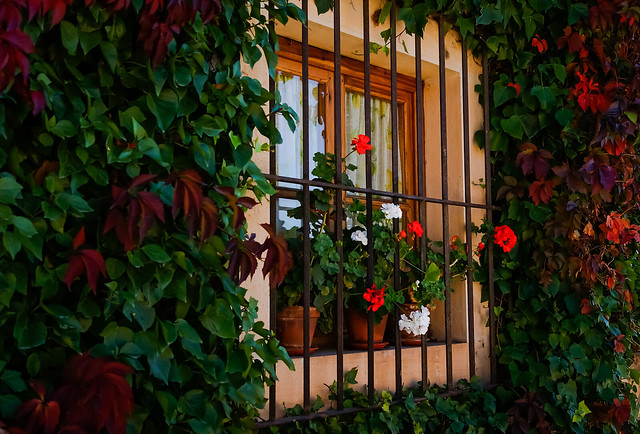 Flowers , plants and window