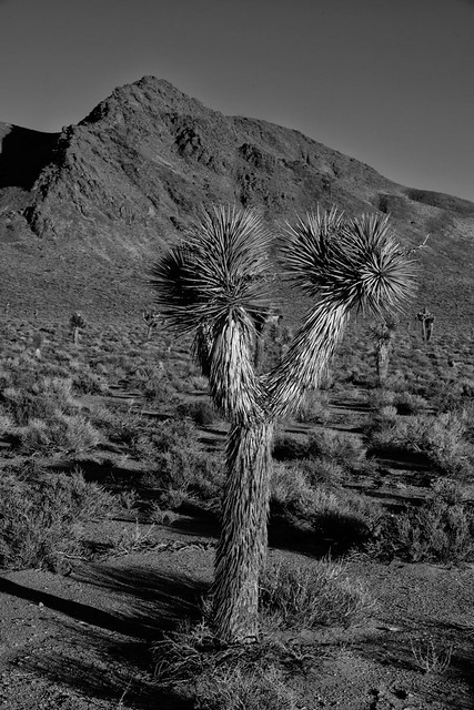 Joshua Tree, Death Valley