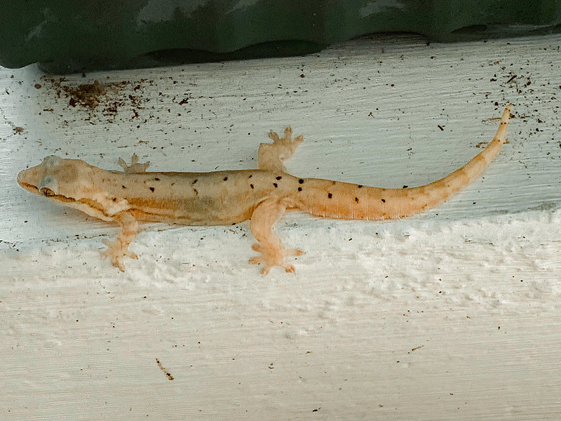 Rouwgekko - Mourning Gecko (Lepidodactylus lugubris)-IMG_5618-bewerkt-2