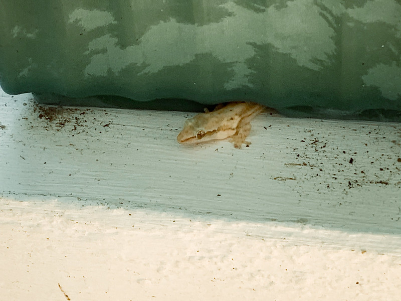 Rouwgekko - Mourning Gecko (Lepidodactylus lugubris)-IMG_5617