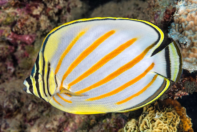 Ornate butterflyfish - Chaetodon ornatissimus
