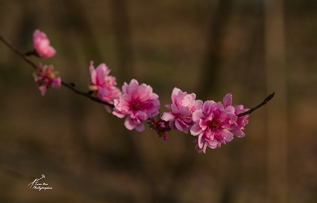 SHF_4049F-Peach blossoms