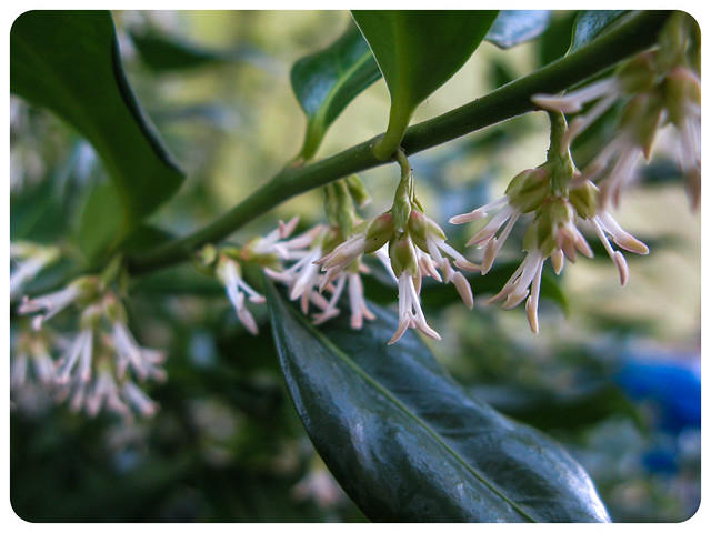 Sarcococca in Bloom