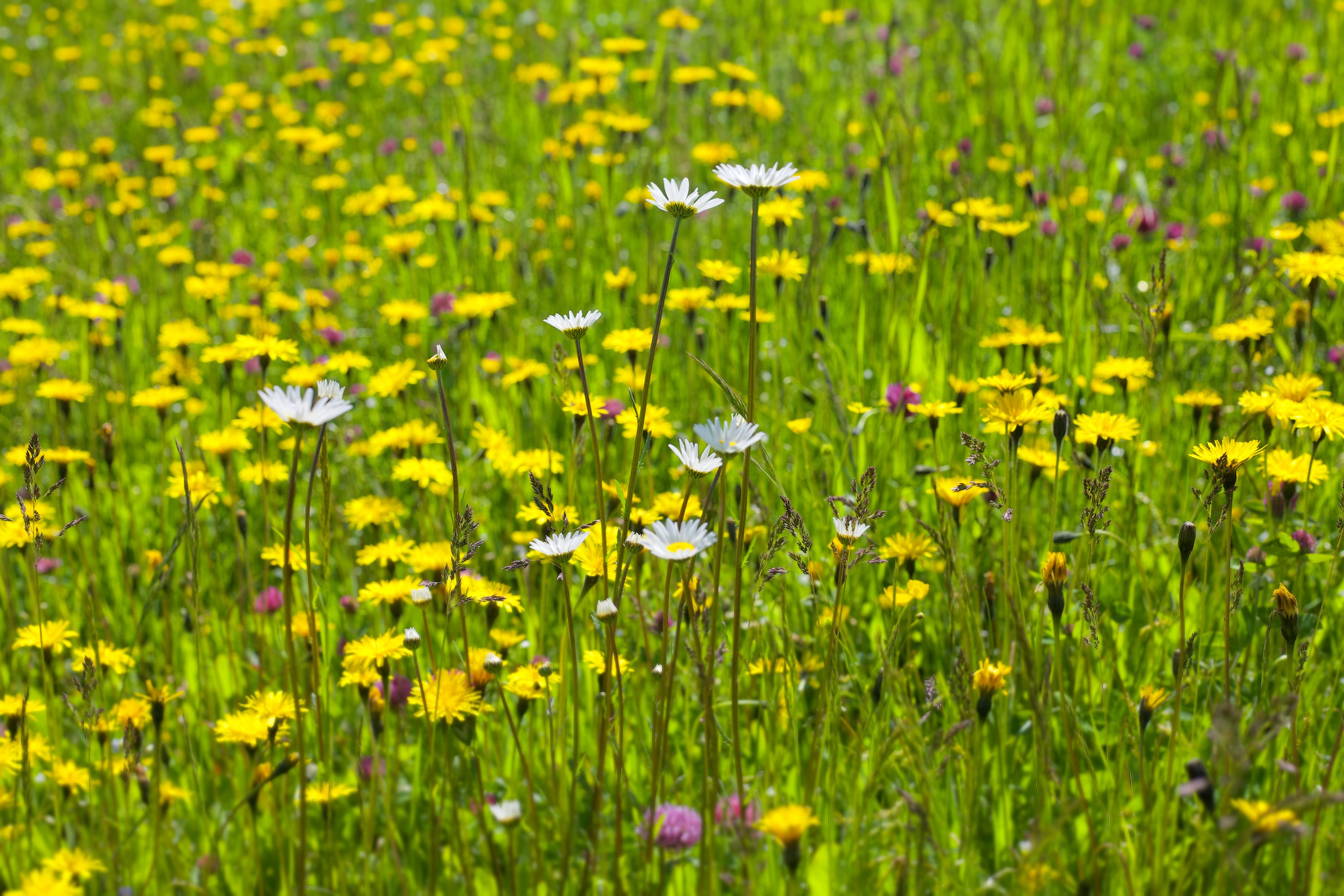 Beautiful flower meadow – near Haag, Upper Bavaria, Germany