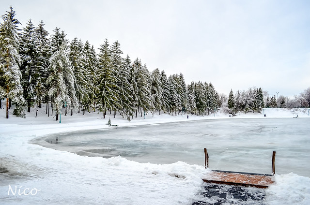 Winter pond is melting.  Unseasonably warm, no skating today.  DSC_5060 Étang de fonte d'hiver. Pas de patinage aujourd'hui, chaleur inhabituelle pour la saison.