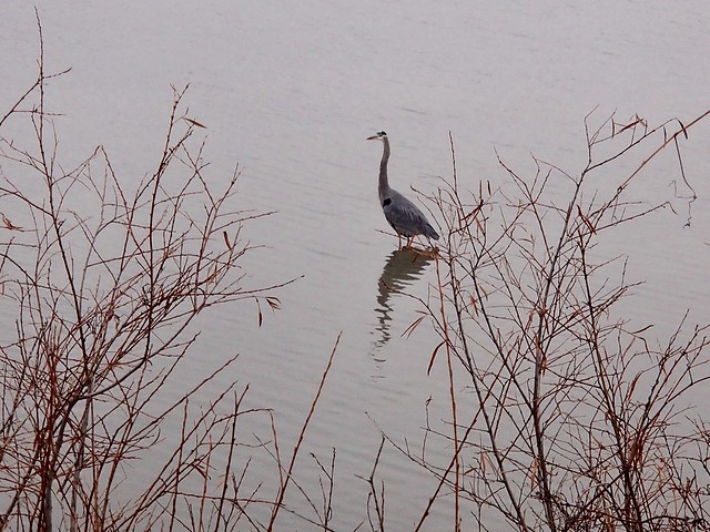 Beautiful Grey Heron and it’s reflection in Duffins marsh in Discovery bay , Ajax , Ontario , Canada , cropped photograph , Martin’s photographs , December 4. 2017