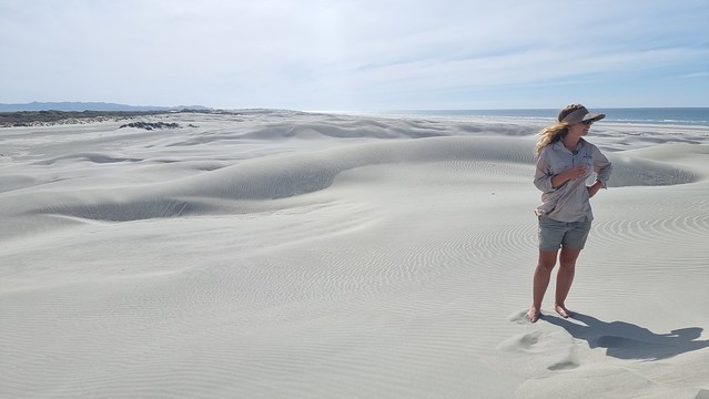 Pino on the Farewell Spit Dunes