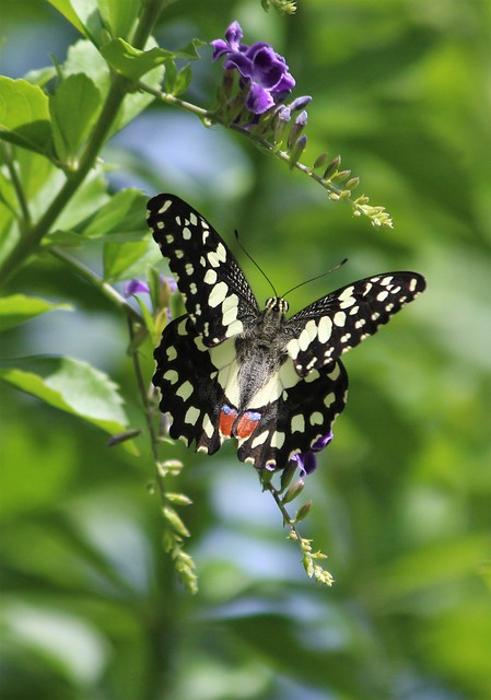 Chequered Swallowtail Butterfly 005
